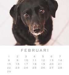 Honden kalender