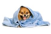 Honden Handdoek - Schoonmaak - En Droogdoek voor Honden - Dog Towel - 40x90cm - Blauw