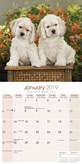 Cocker Spaniel Kalender Puppies 2019 Avonside