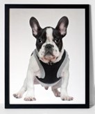 Hondenposter 2 poster in lijst/dieren/funny