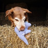 Beco Pets Pluche Speelgoed Olifant voor Honden