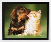 hond en kat poster Poster in lijst/dieren/funny