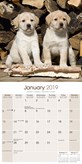 Labrador Retriever Blond Kalender 2019 Avonside