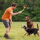 Kurgo Winga Disc - Frisbee voor honden (2 stuks)