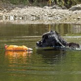 Major Dog Floating Duck Waterspeelgoed - Oranje