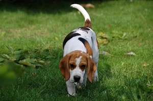 Beagle beeld.jpg