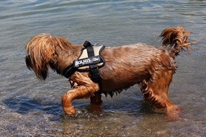 Ezy dog seadog zwemvest.jpg
