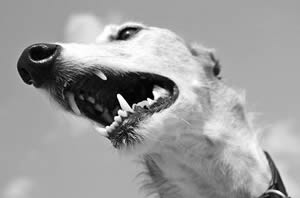 Greyhound beeld.jpg