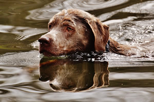 zwemvest hond.jpg